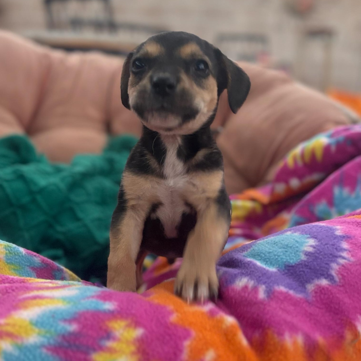 Enlarge Travis Barker, an adopted mixed breed in Seal Beach, CA image 2/6