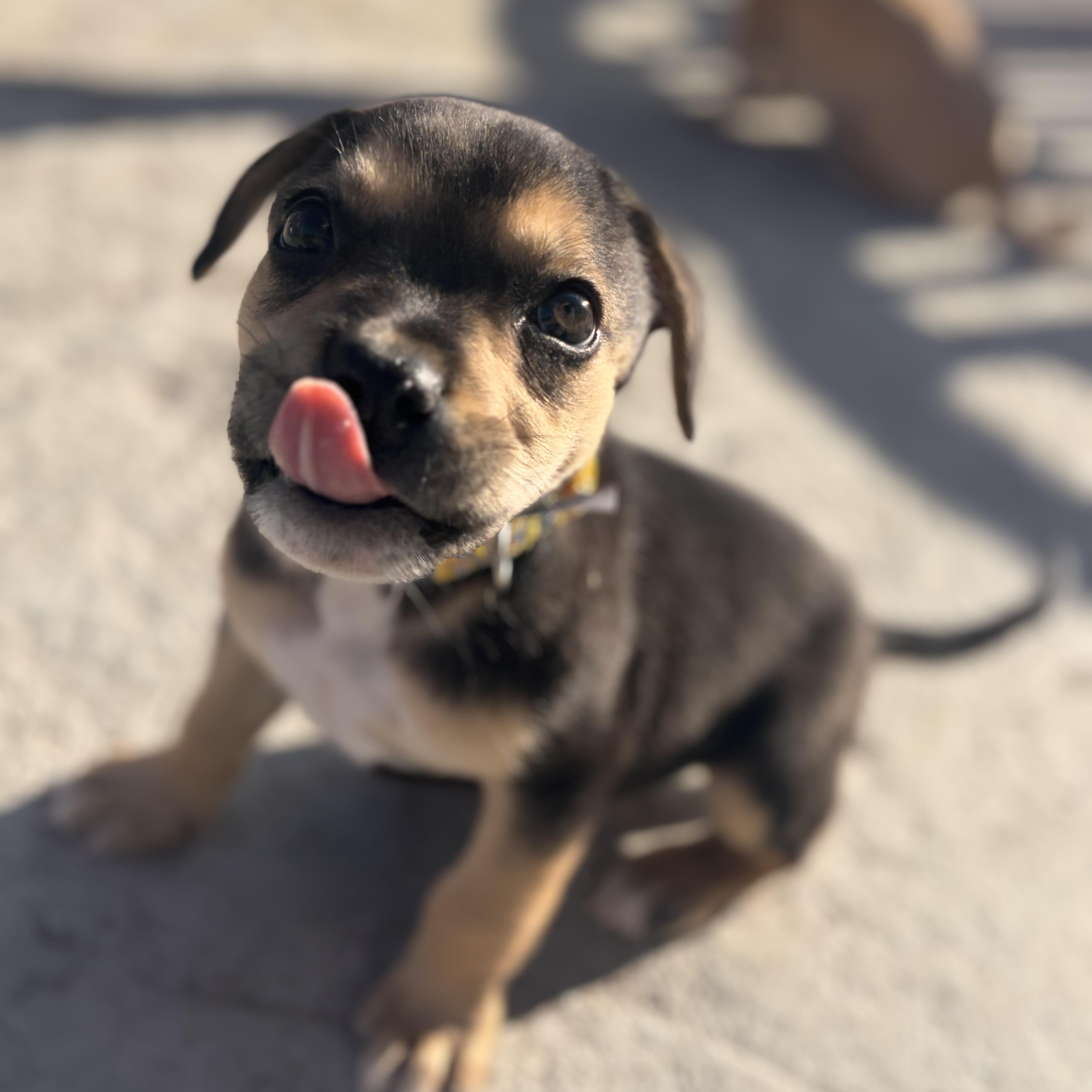 Enlarge Travis Barker, an adopted mixed breed in Seal Beach, CA image 6/6