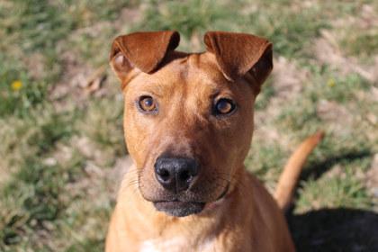 Razzmatazz, Adoptable, Adult Male Mixed Breed & Mixed Breed.