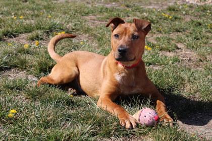 Razzmatazz, a Adoptable mixed breed in Kansas City, MO image 2/3