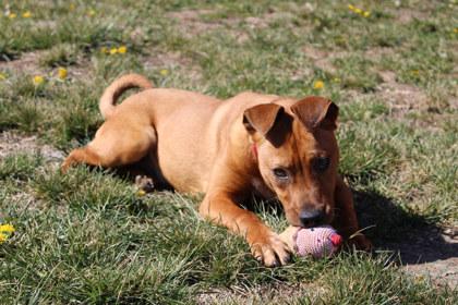Razzmatazz, a Adoptable mixed breed in Kansas City, MO image 3/3