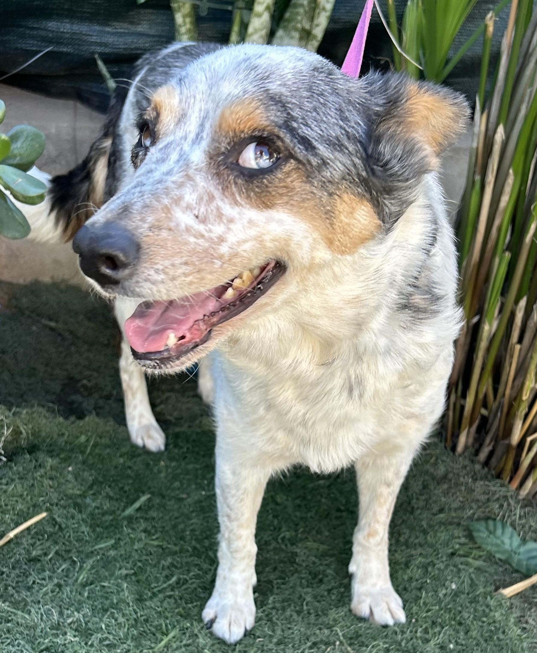 SKY, ADOPTABLE, Young Female Australian Shepherd.