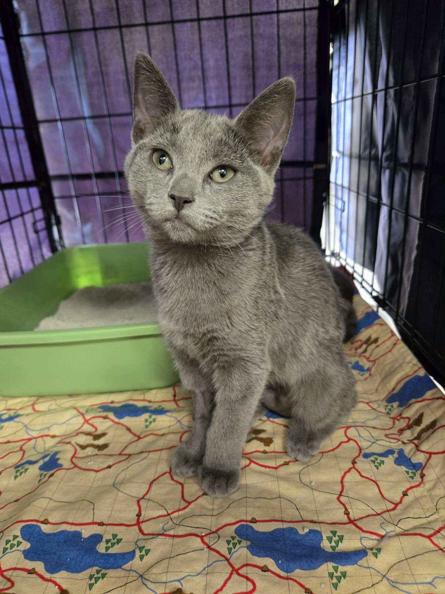 Enlarge Silver Bonded Pair With Sterling, a Adoptable Domestic Short Hair in La Canada, CA image 1/5