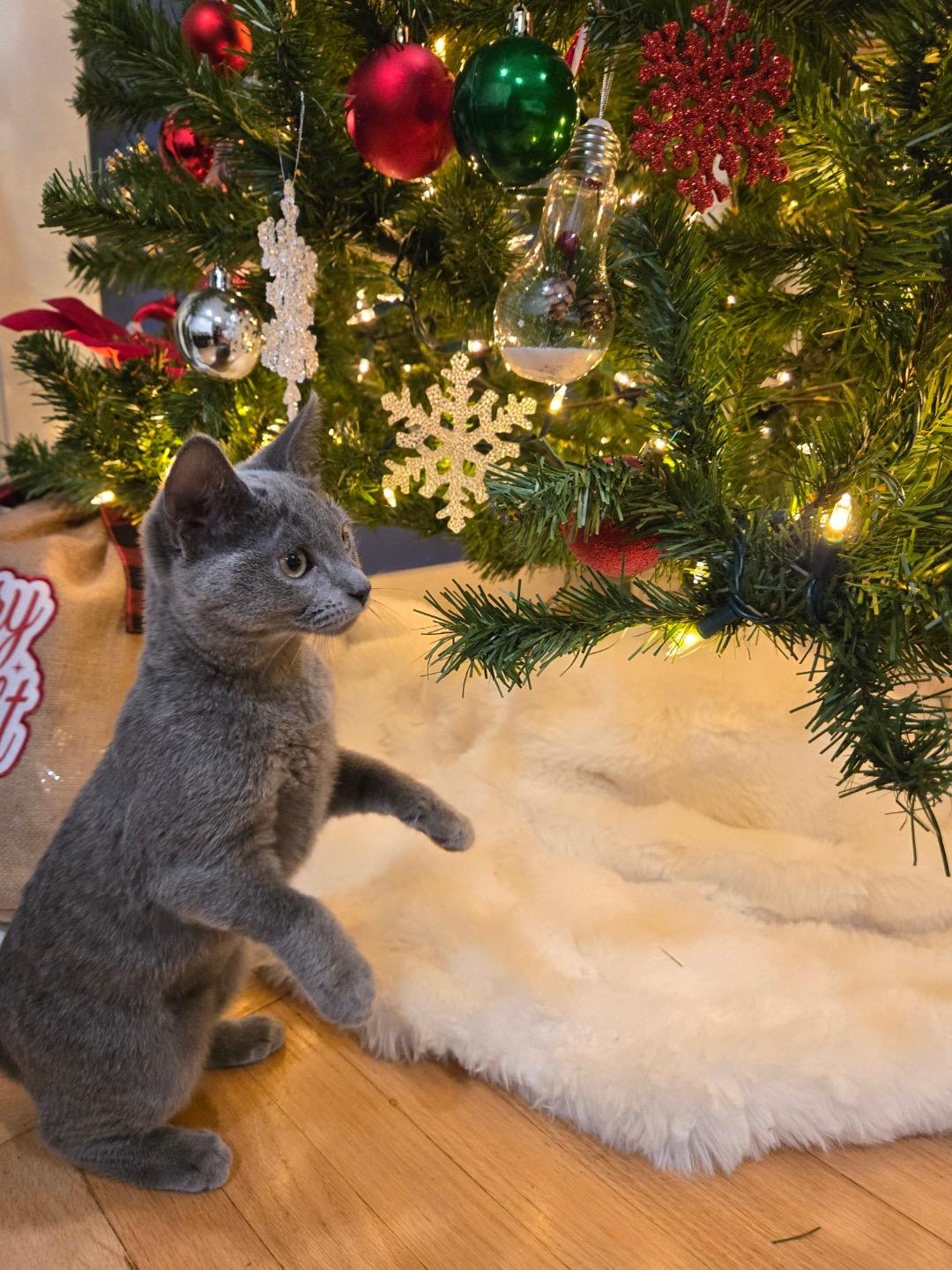 Enlarge Silver Bonded Pair With Sterling, a Adoptable Domestic Short Hair in La Canada, CA image 2/5