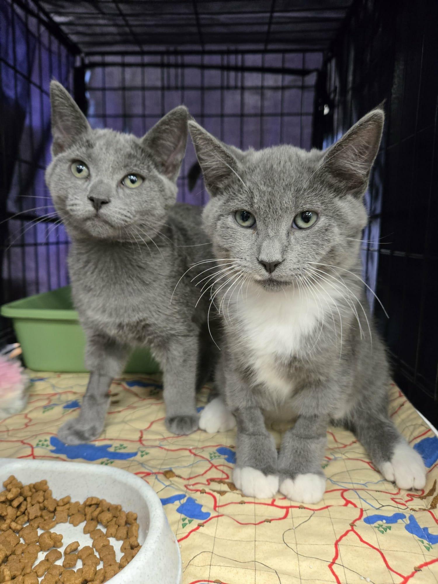 Enlarge Silver Bonded Pair With Sterling, a Adoptable Domestic Short Hair in La Canada, CA image 4/5