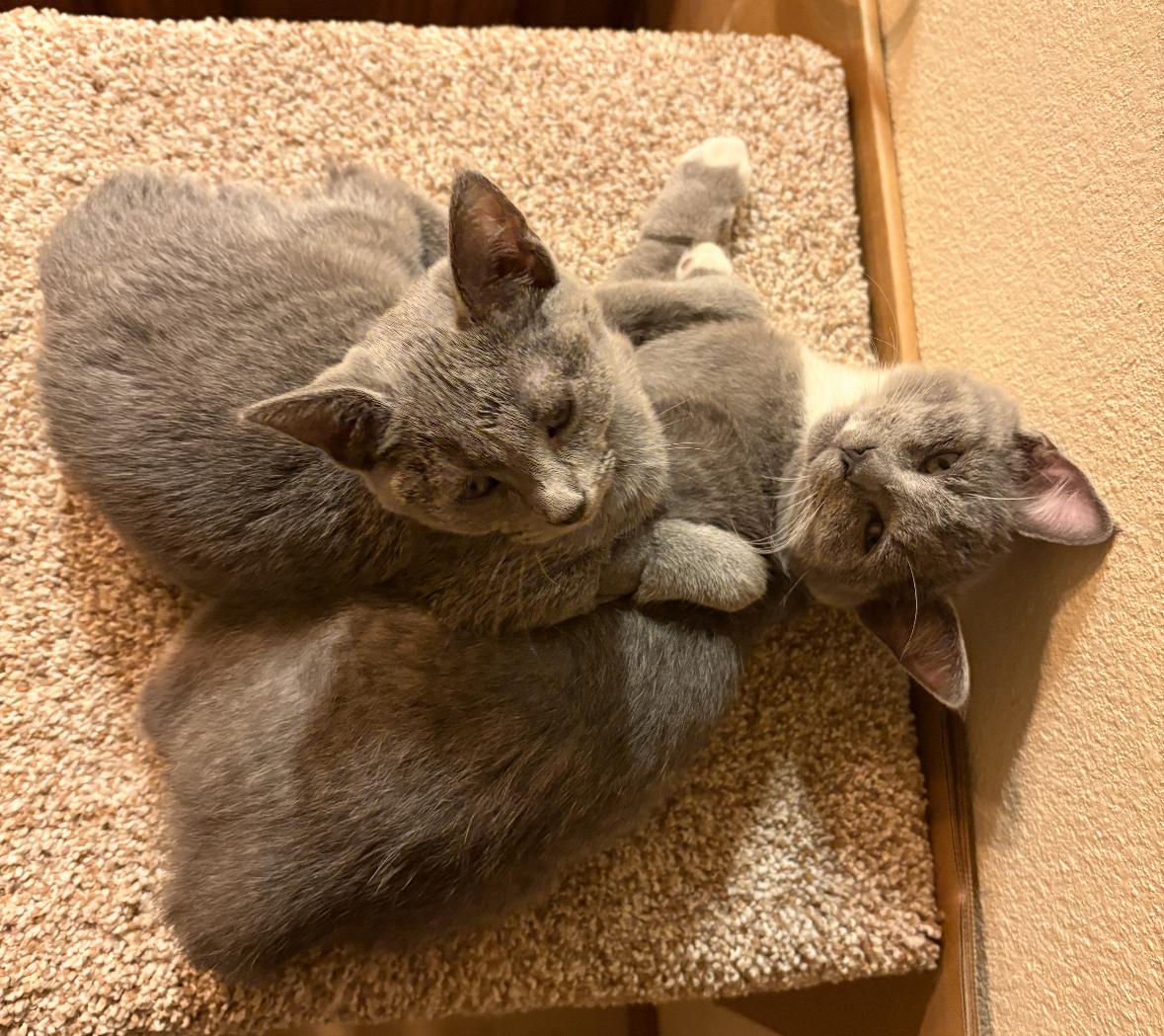Enlarge Silver Bonded Pair With Sterling, a Adoptable Domestic Short Hair in La Canada, CA image 3/5