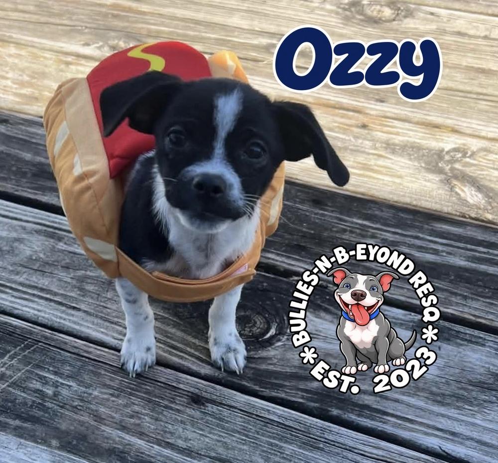 Enlarge Ozzy, a Adoptable mixed breed in Omaha, NE image 1/4