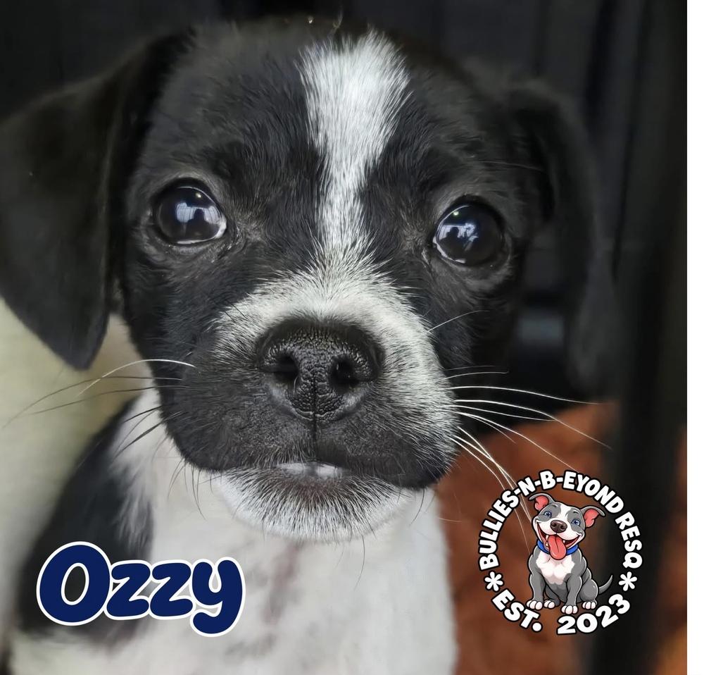 Enlarge Ozzy, a Adoptable mixed breed in Omaha, NE image 2/4