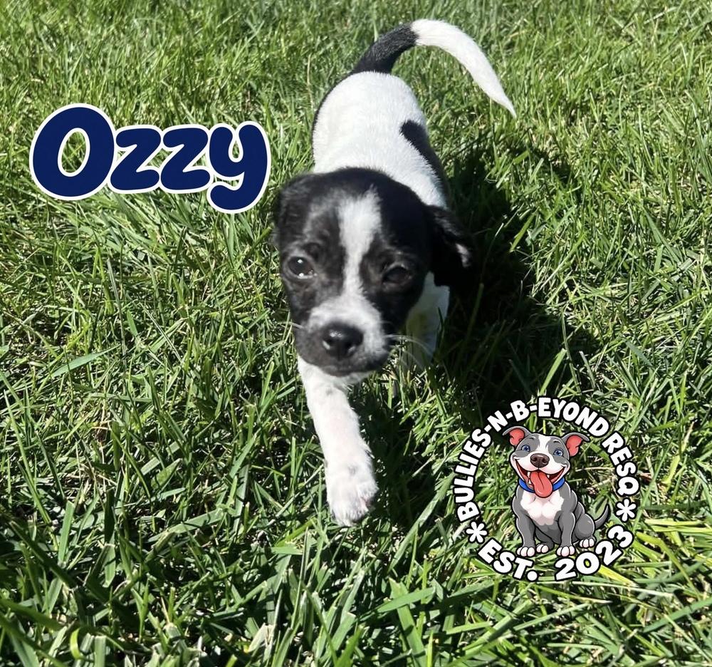 Enlarge Ozzy, a Adoptable mixed breed in Omaha, NE image 3/4