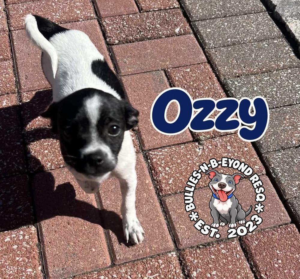 Enlarge Ozzy, a Adoptable mixed breed in Omaha, NE image 4/4