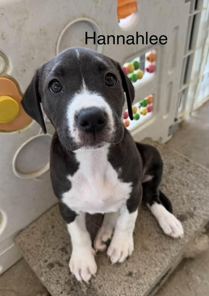 Hannalee, Adopted, Puppy Female Pit Bull Terrier & American Staffordshire Terrier.
