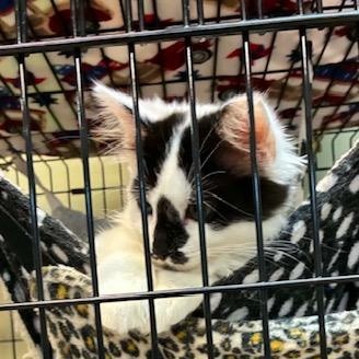 Enlarge Kittens (x2), a Adopted Domestic Short Hair in Attleboro, MA image 3/3