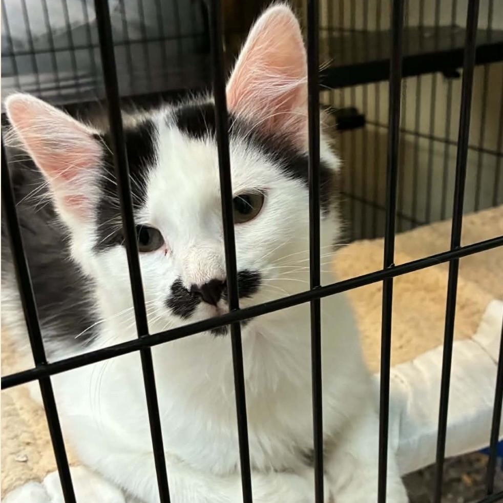 Enlarge Kittens (x2), a Adopted Domestic Short Hair in Attleboro, MA image 2/3