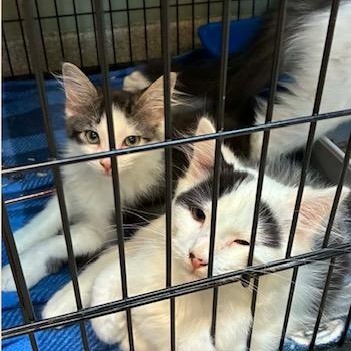 Enlarge Kittens (x2), a Adopted Domestic Short Hair in Attleboro, MA image 1/3