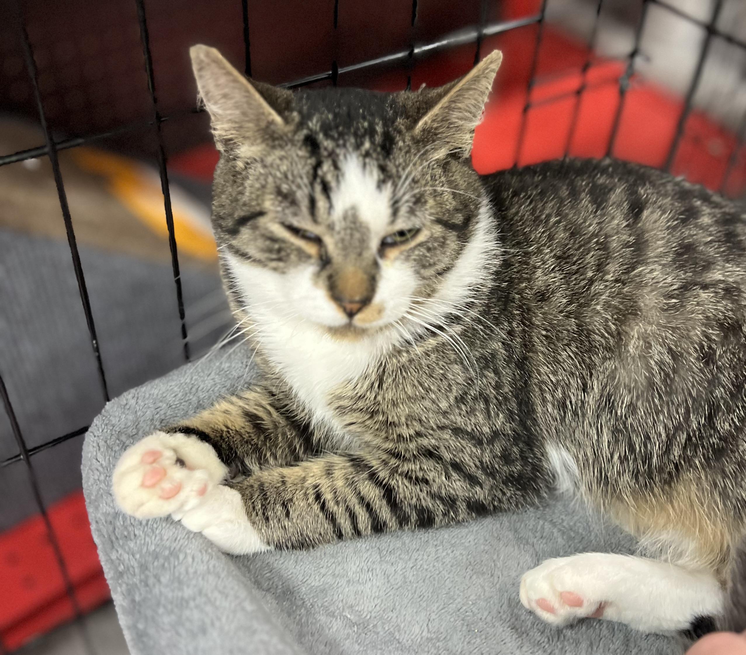 Flame, Young Male Domestic Short Hair