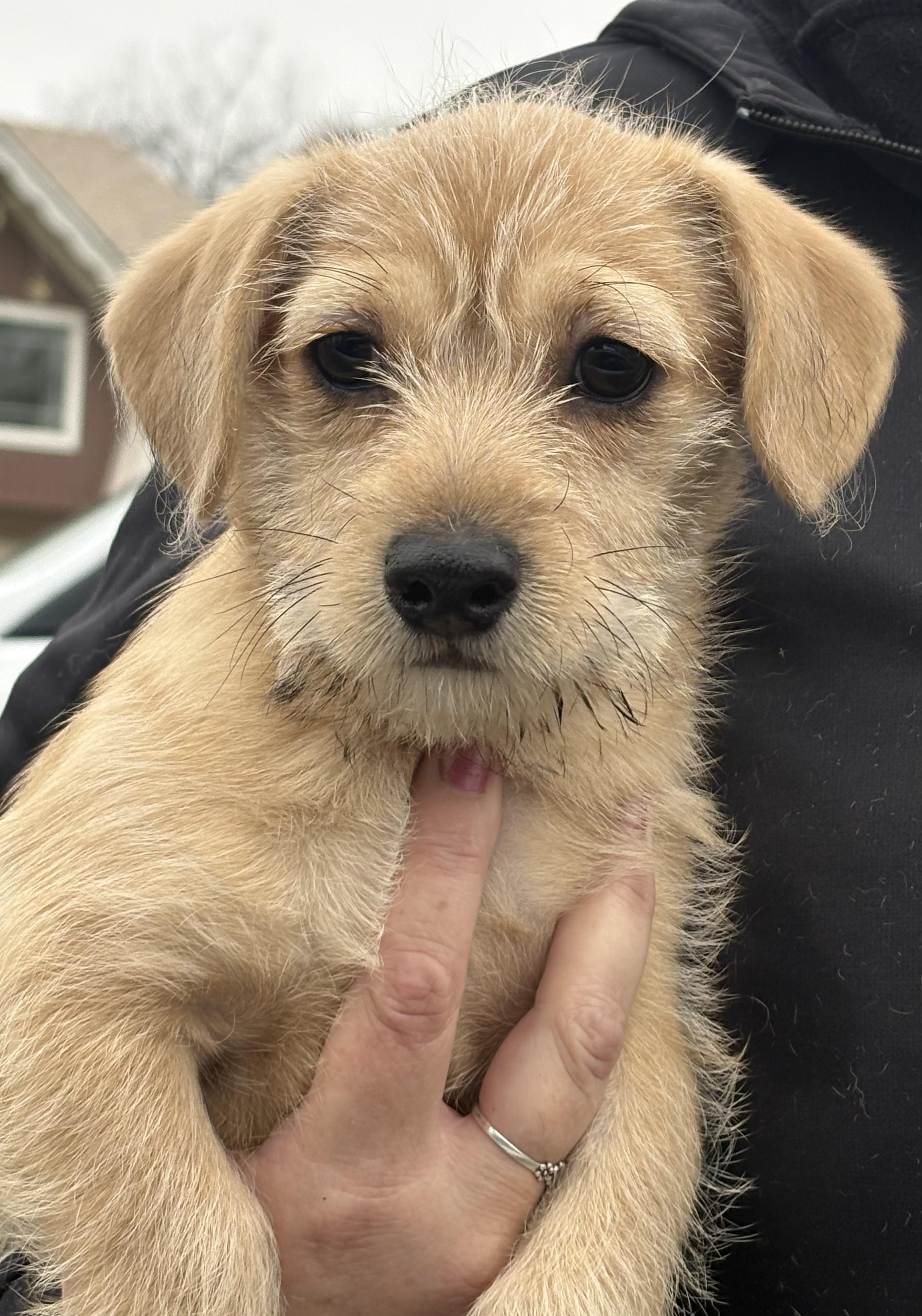 Enlarge Monkey, an adopted mixed breed in Yuba City, CA image 4/4