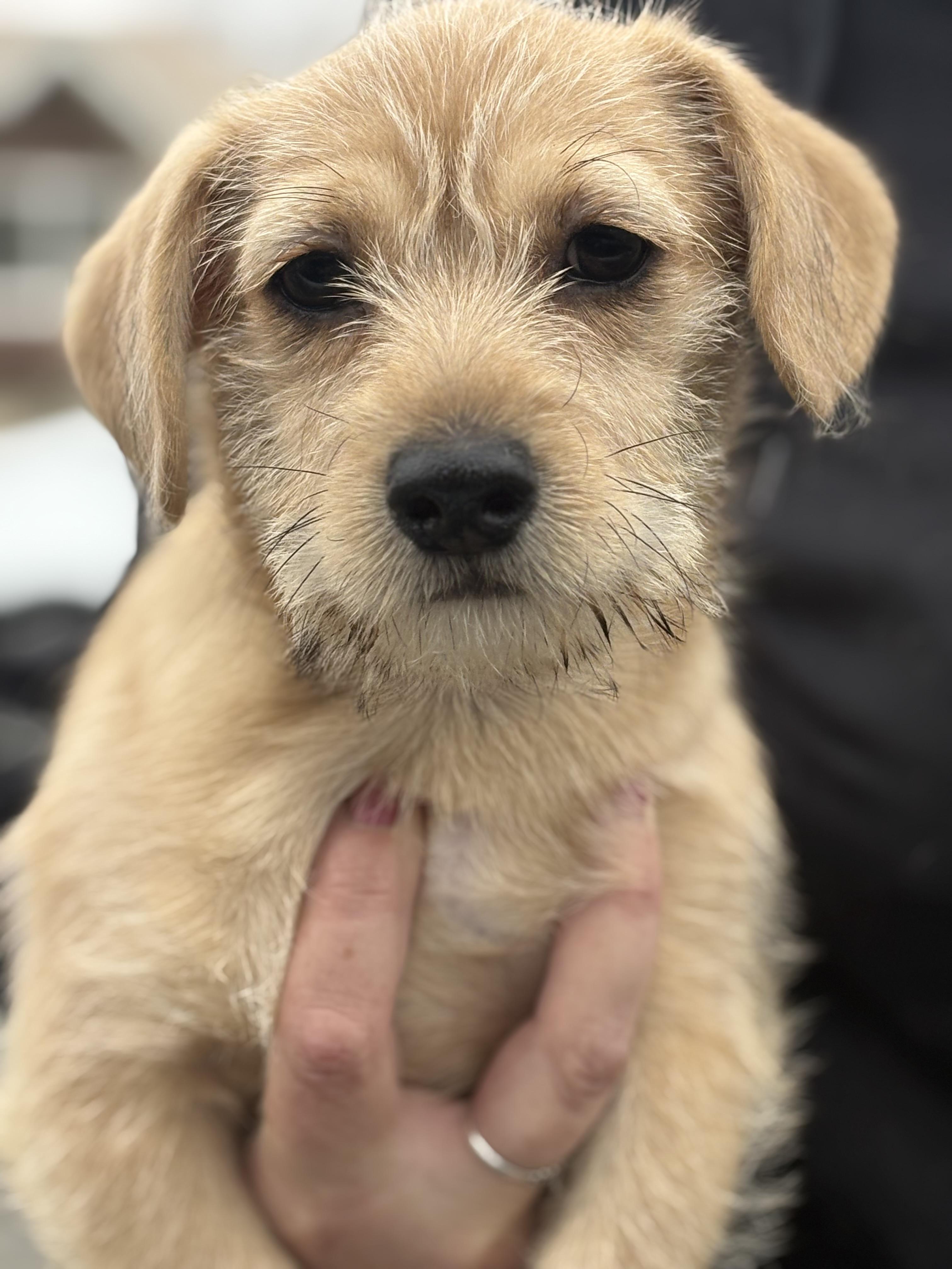 Enlarge Monkey, an adopted mixed breed in Yuba City, CA image 2/4