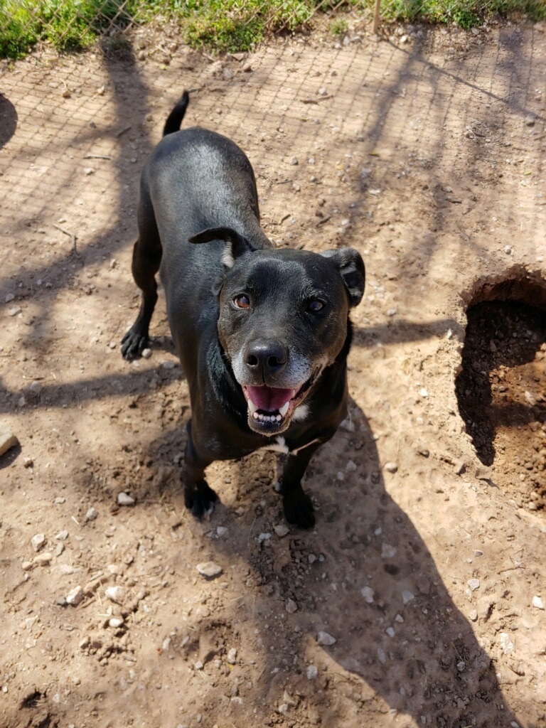 Ruger, Young Male Black Labrador Retriever