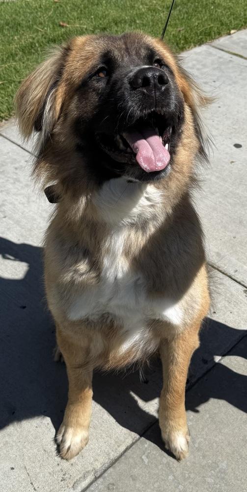 Shito, Adoptable, Adult Male Saint Bernard & Mixed Breed.
