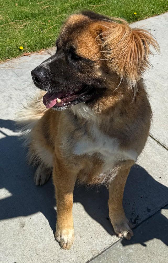 Shito, Adoptable, Adult Male Saint Bernard & Mixed Breed.