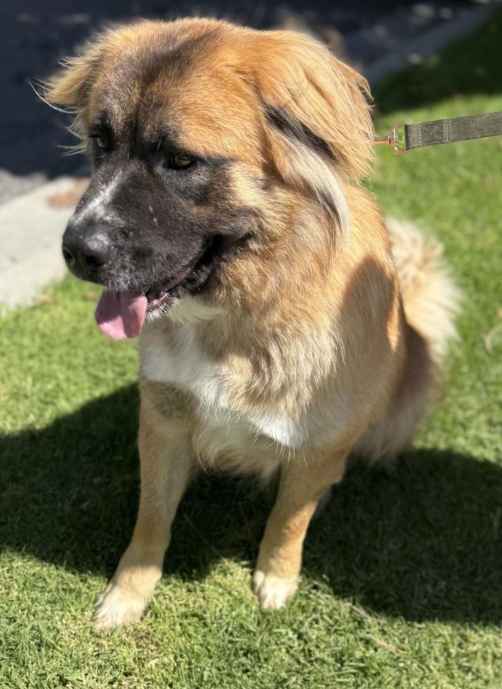 Shito, a Adoptable mixed breed in Jamul, CA image 2/5