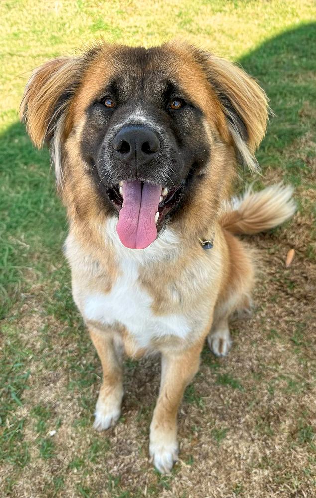 Shito, a Adoptable mixed breed in Jamul, CA image 2/4