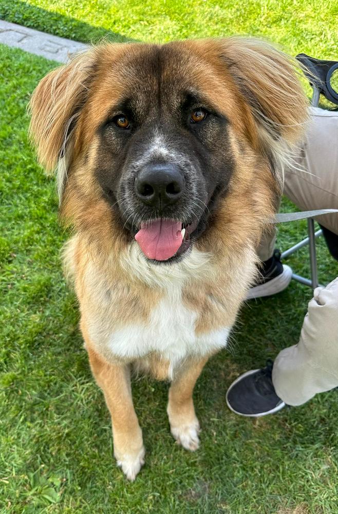 Shito, a Adoptable mixed breed in Jamul, CA image 3/4