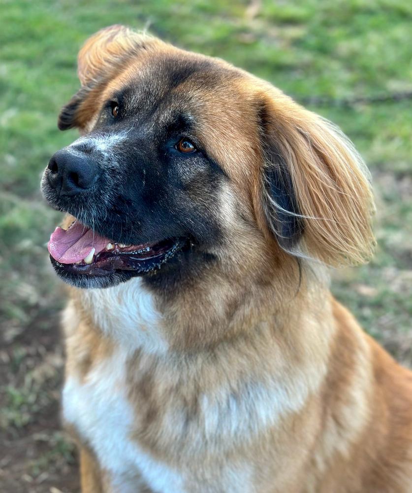 Shito, a Adoptable mixed breed in Jamul, CA image 4/4