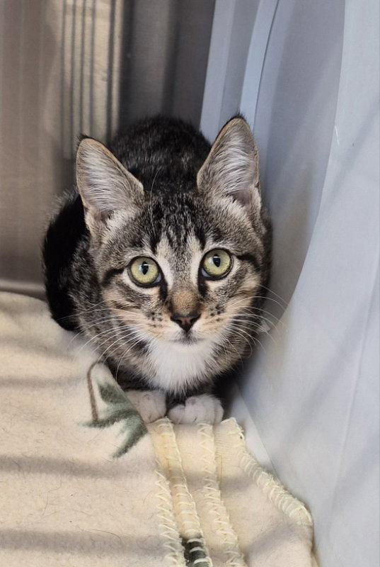 Claire, Adoptable, Kitten Female Tabby.