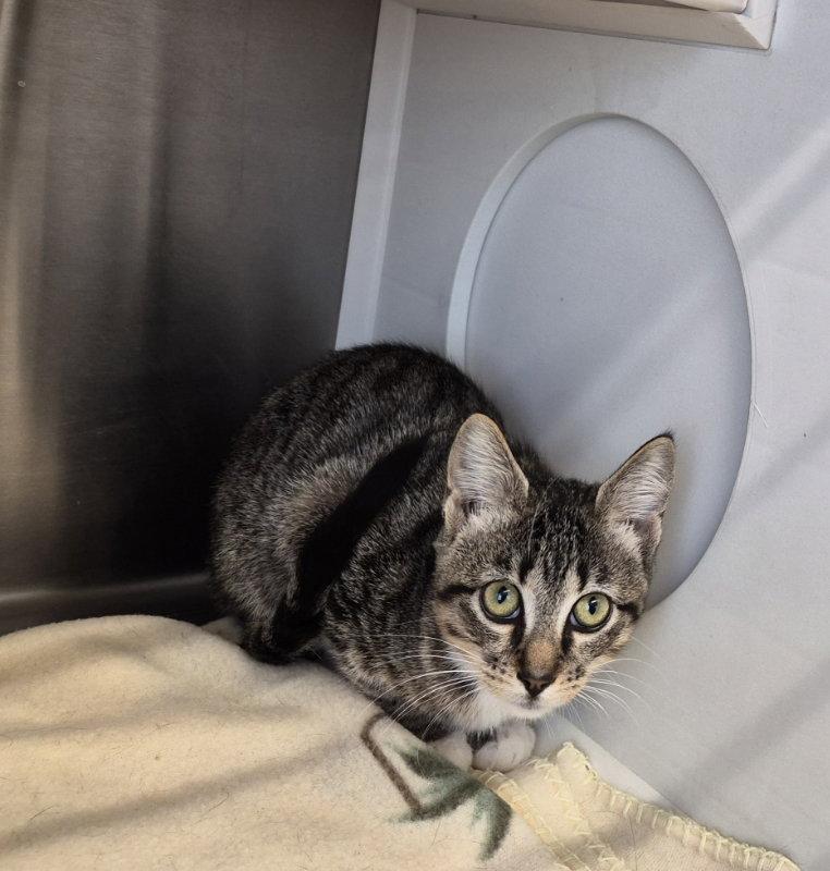 Enlarge Claire, a Adoptable Tabby in Pineville, LA image 2/2