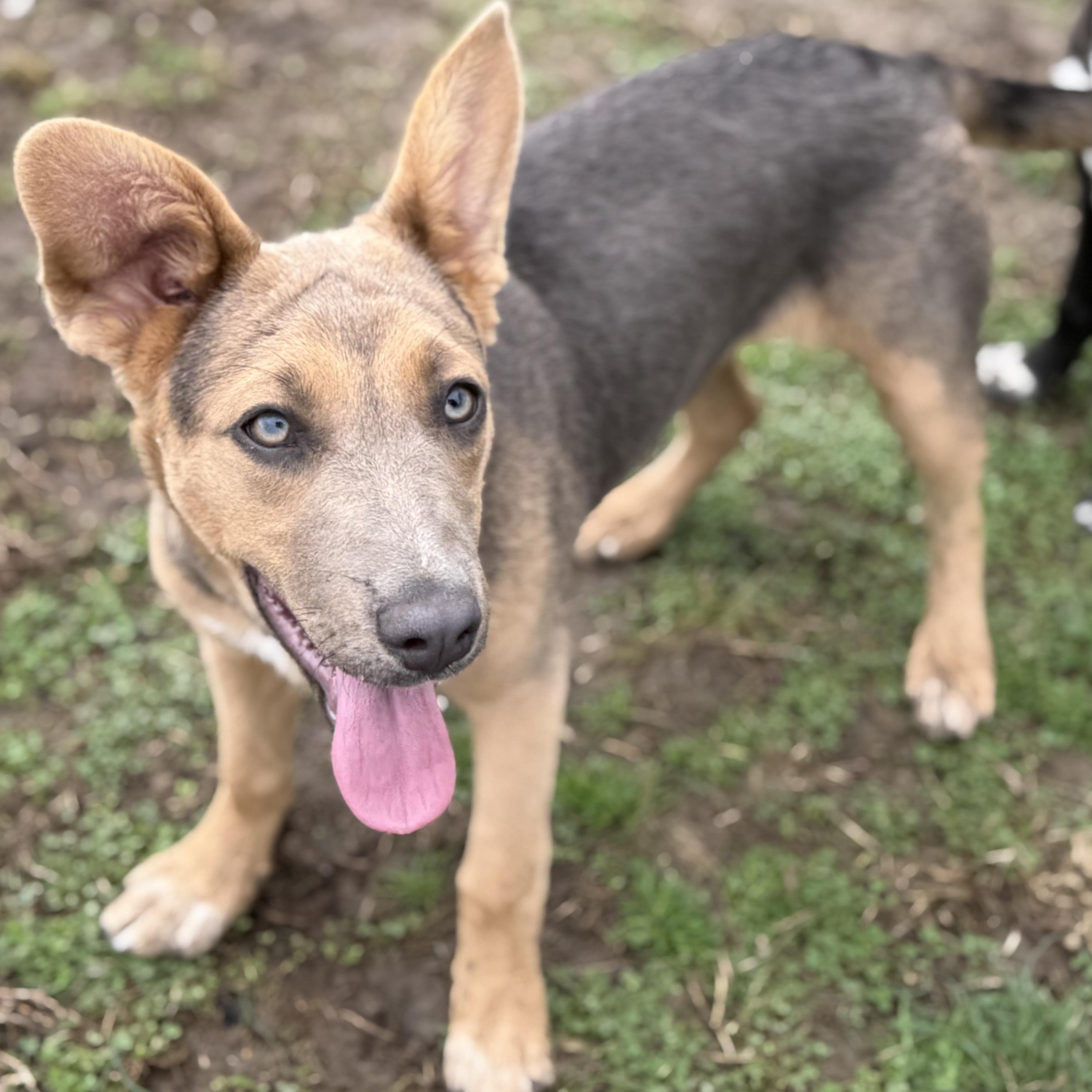 Enlarge Jane, a Adoptable mixed breed in Glenolden, PA image 3/6