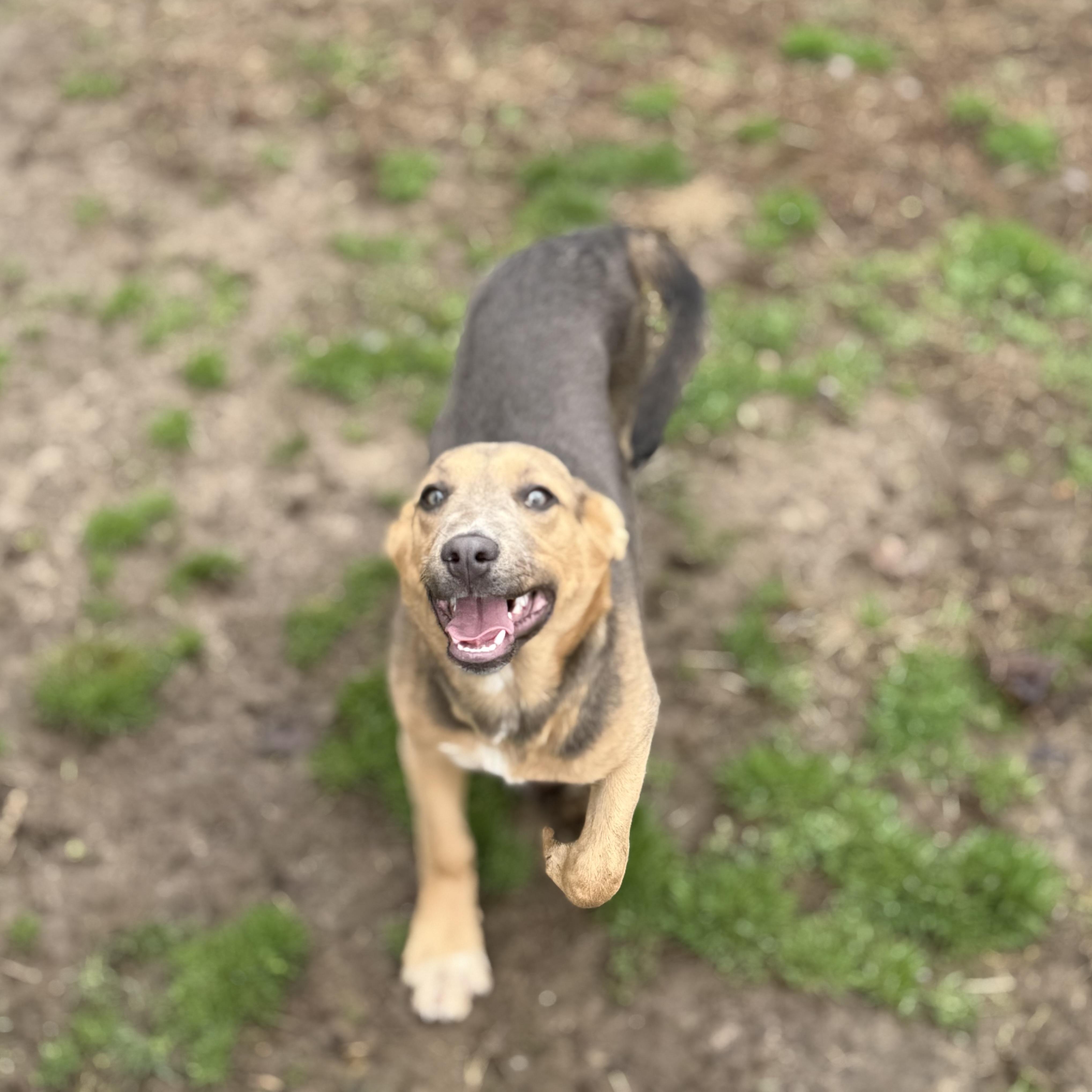 Enlarge Jane, a Adoptable mixed breed in Glenolden, PA image 5/6