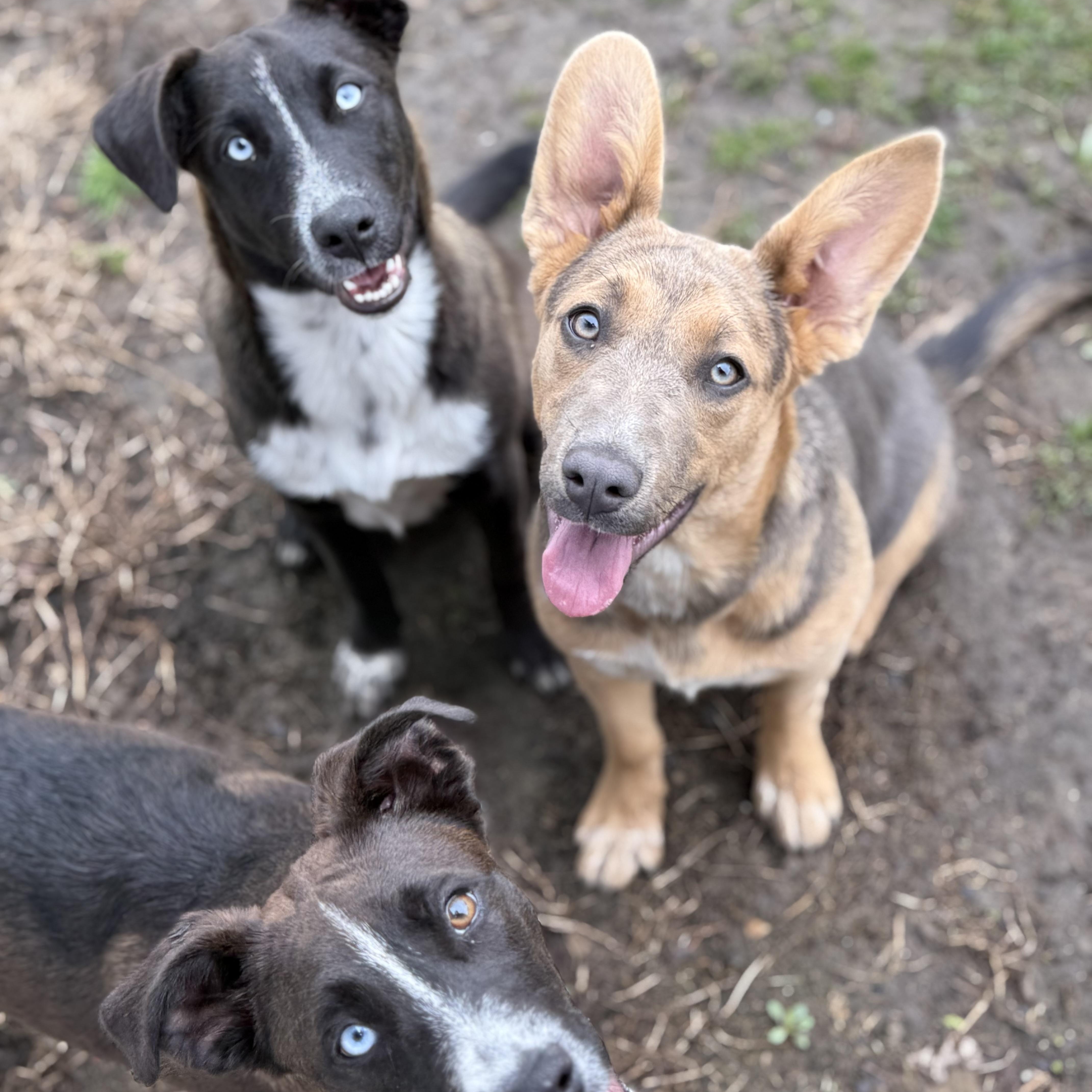 Enlarge Jane, a Adoptable mixed breed in Glenolden, PA image 4/6
