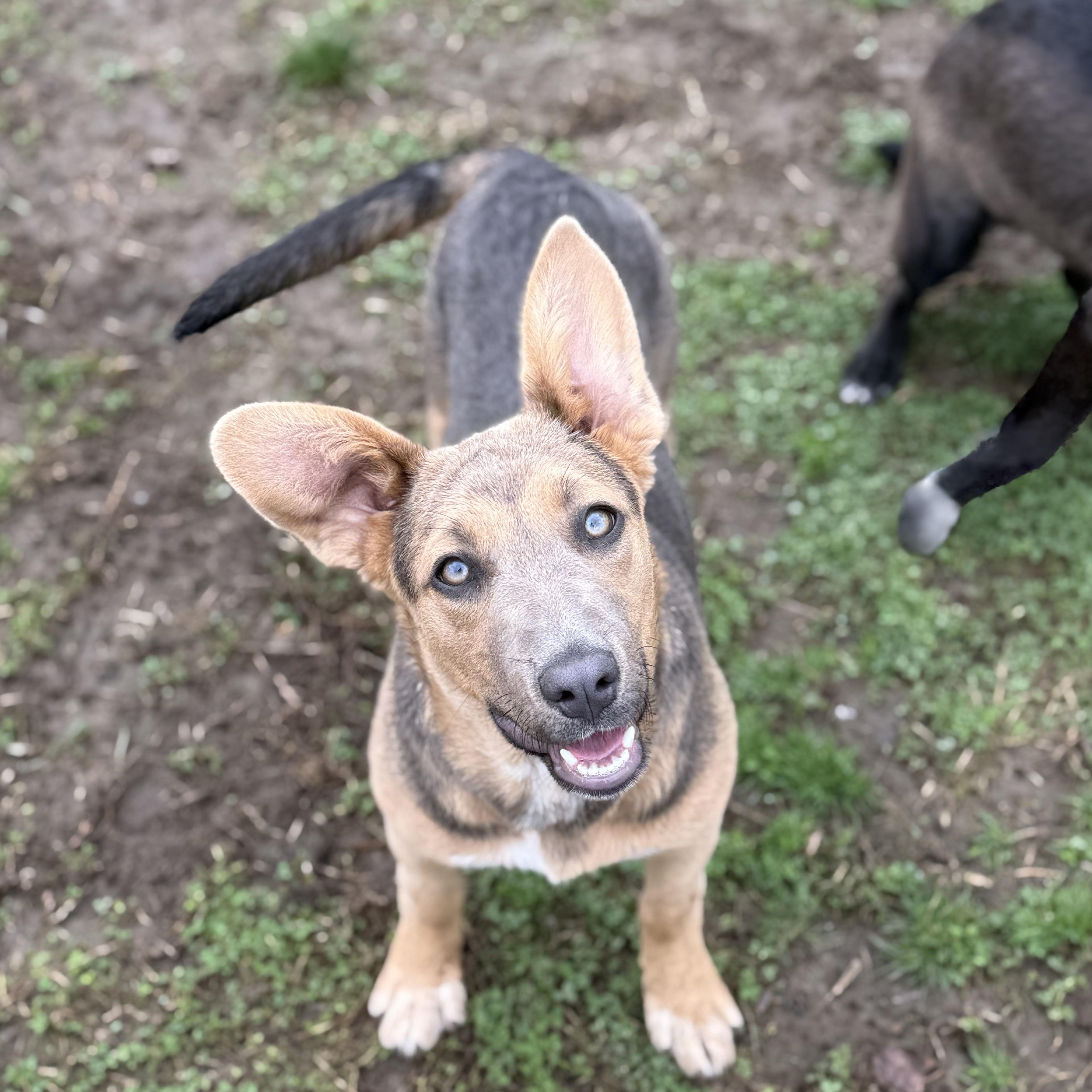 Enlarge Jane, a Adoptable mixed breed in Glenolden, PA image 2/6