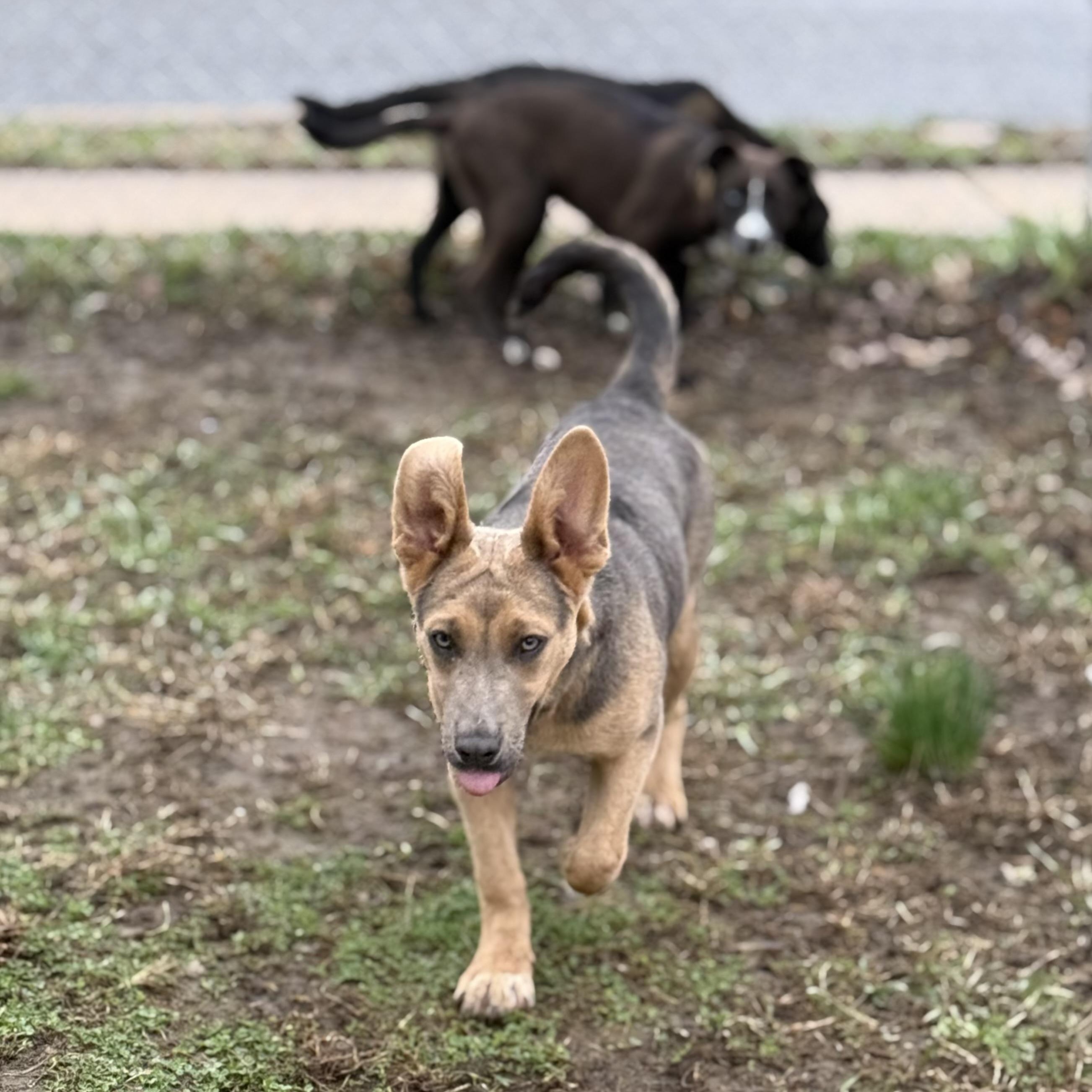 Enlarge Jane, a Adoptable mixed breed in Glenolden, PA image 6/6