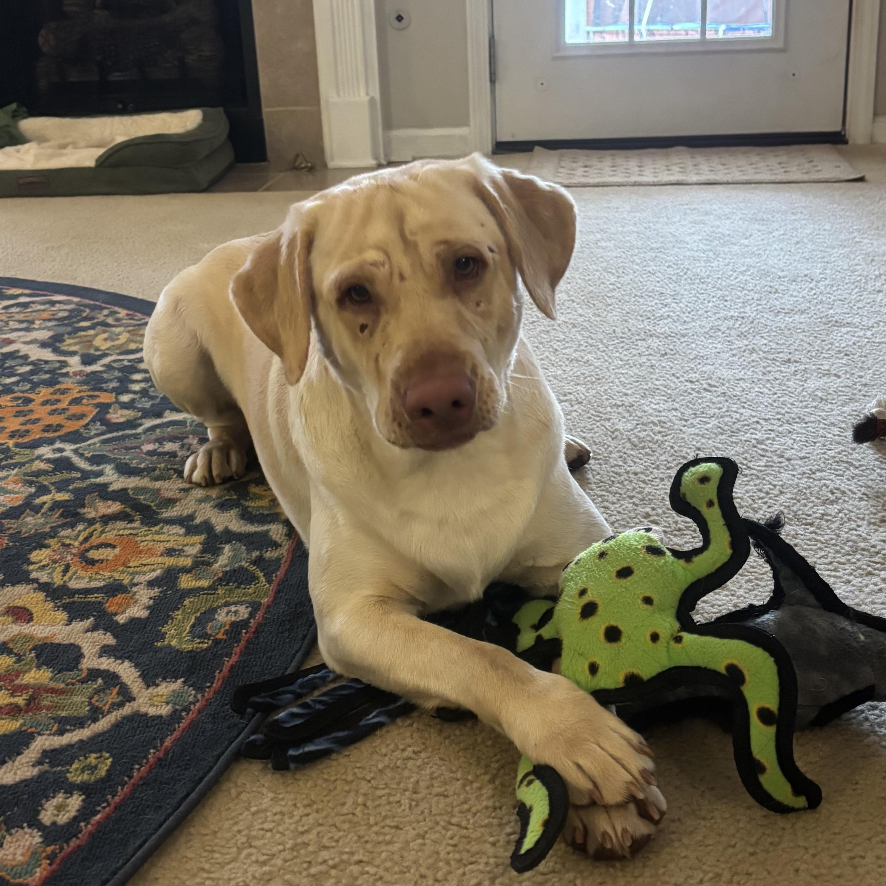 Norton — thumbnail 2