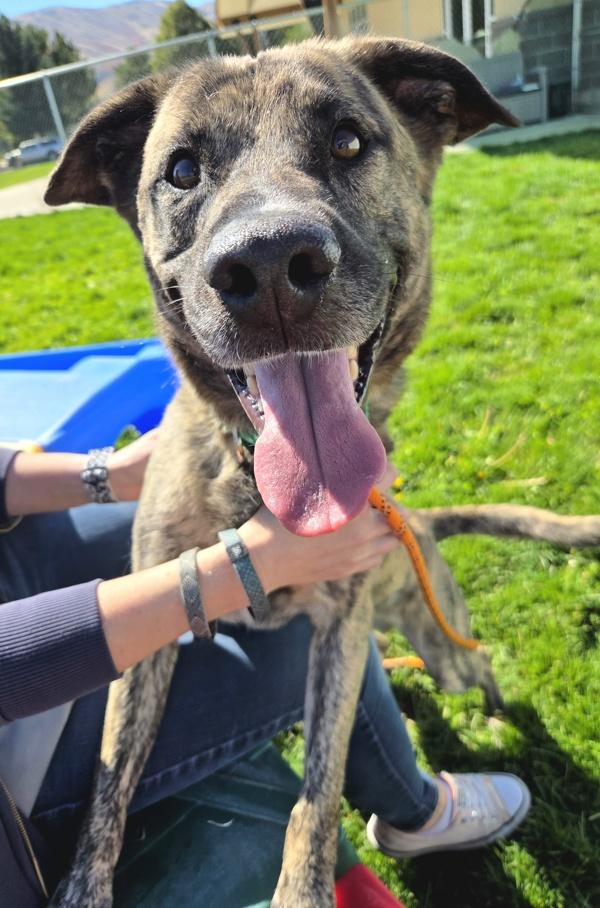 Enlarge Finn, a Adoptable mixed breed in Pocatello, ID image 1/1