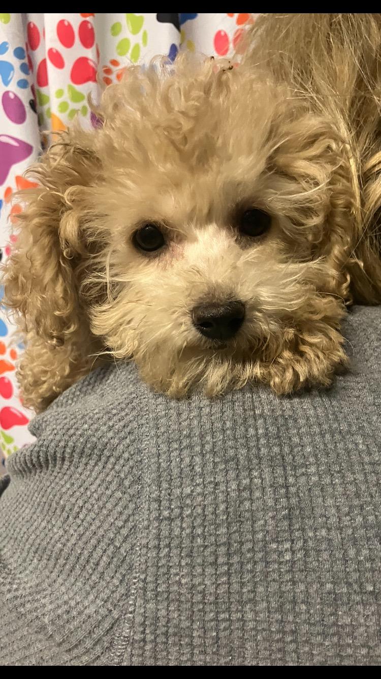 sydney, adopted, Puppy Female Poodle.