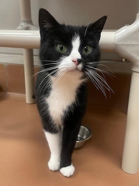 Oreo, ADOPTABLE, Young Male Domestic Short Hair.
