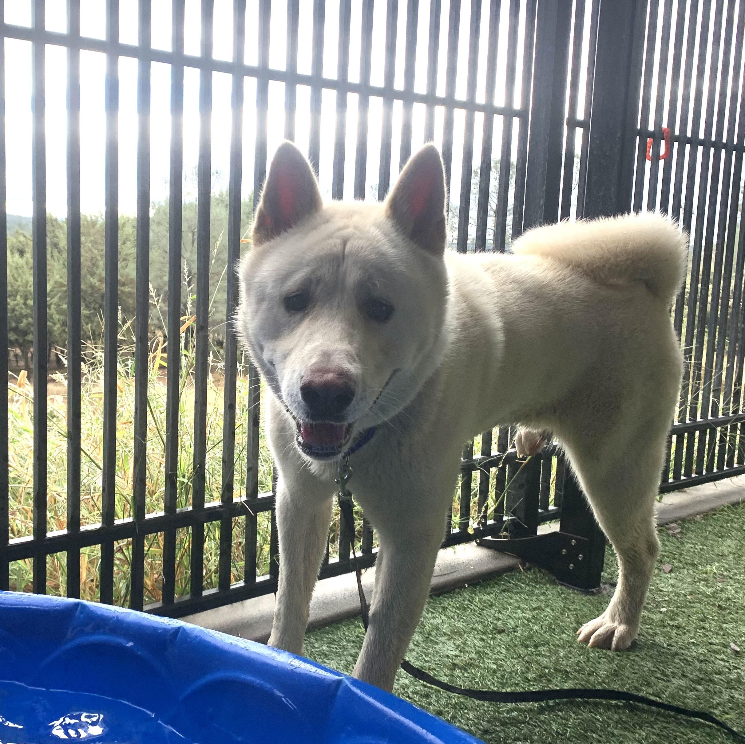 Enlarge Yoshi, an adoptable mixed breed in Grass Valley, CA image 2/3