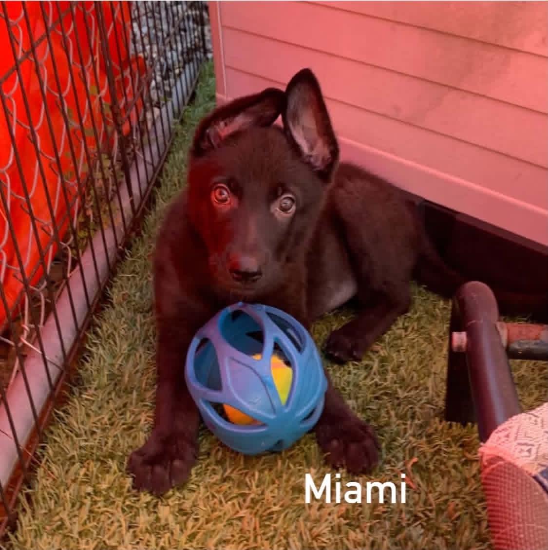 Enlarge Miami, a Adopted mixed breed in Douglas, MA image 4/5