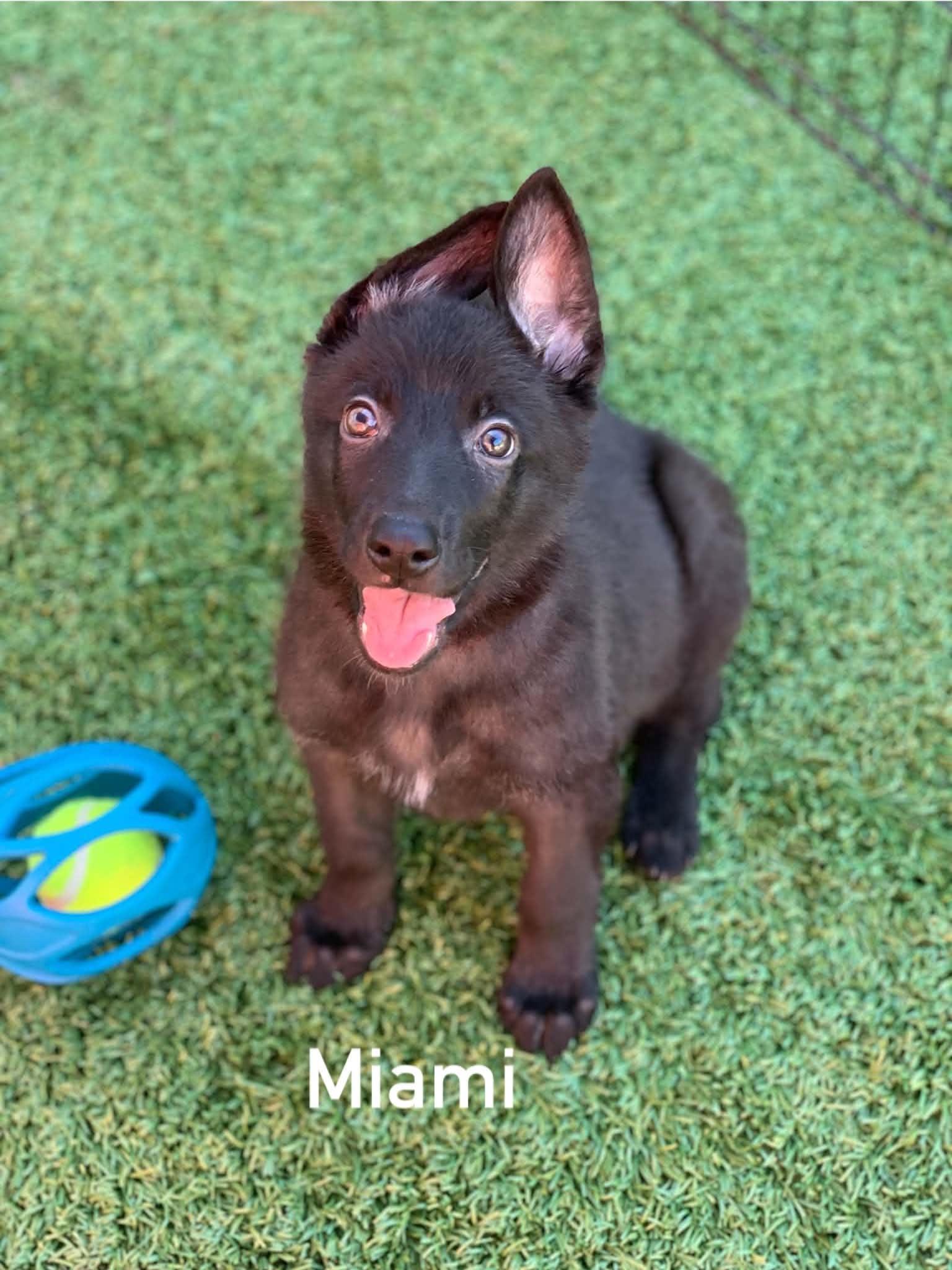 Miami, Adopted, Puppy Female German Shepherd Dog.