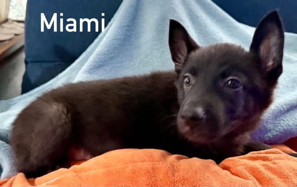 Enlarge Miami, a Adopted mixed breed in Douglas, MA image 2/5