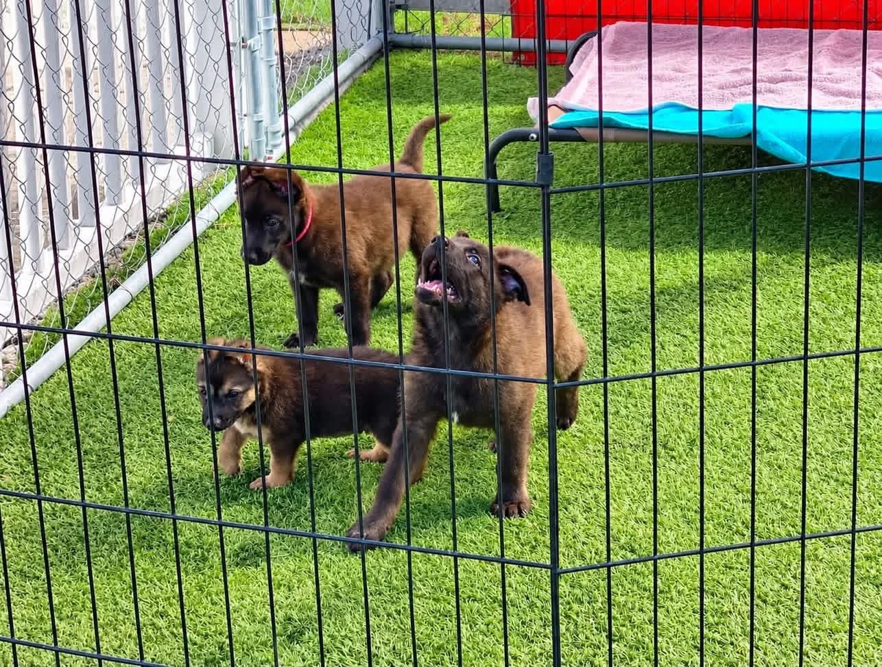 Enlarge Miami, a Adopted mixed breed in Douglas, MA image 5/5