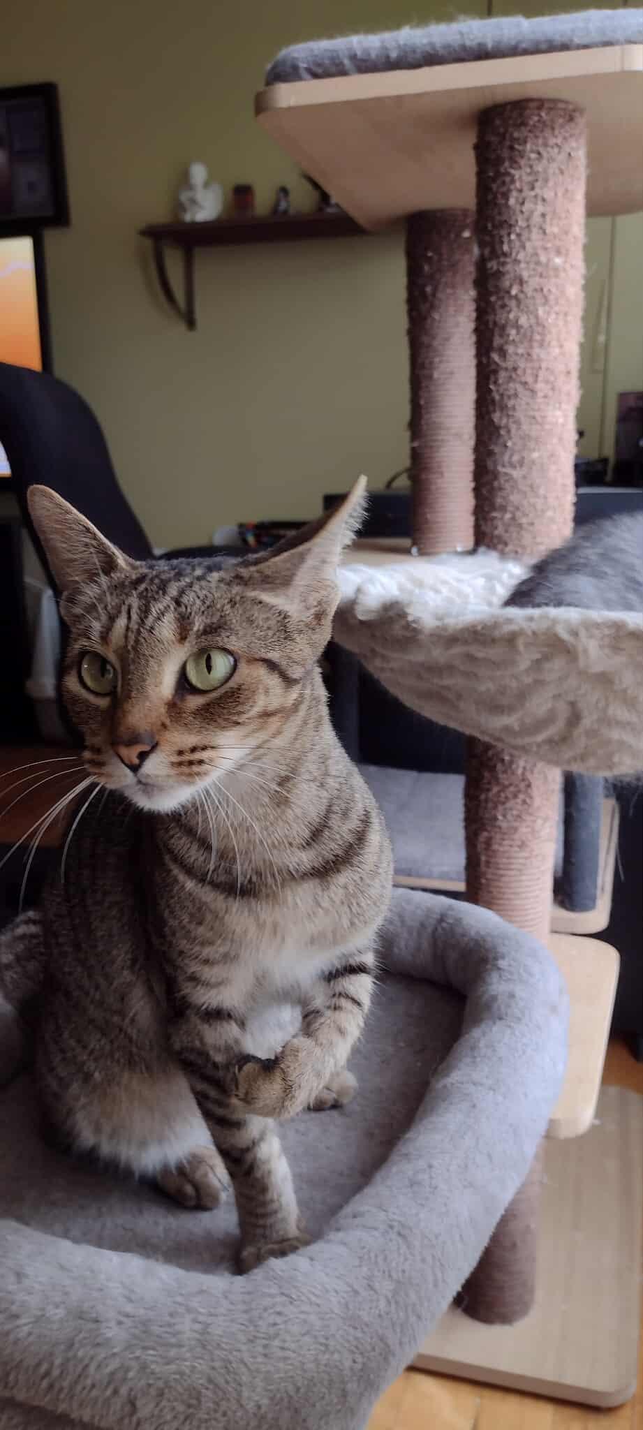 Enlarge Jasmine, a Adoptable Domestic Short Hair in Terrebonne, QC image 1/6