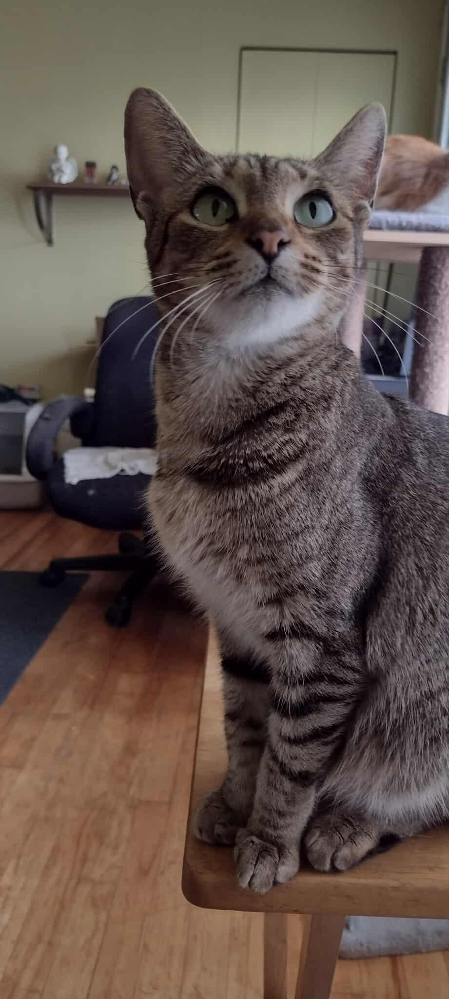 Jasmine, Adoptable, Young Female Domestic Short Hair.