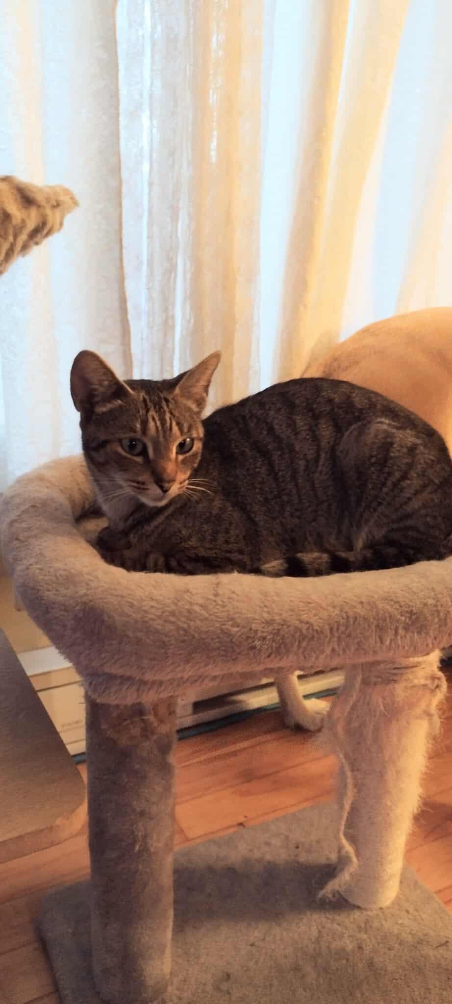 Enlarge Jasmine, a Adoptable Domestic Short Hair in Terrebonne, QC image 2/6