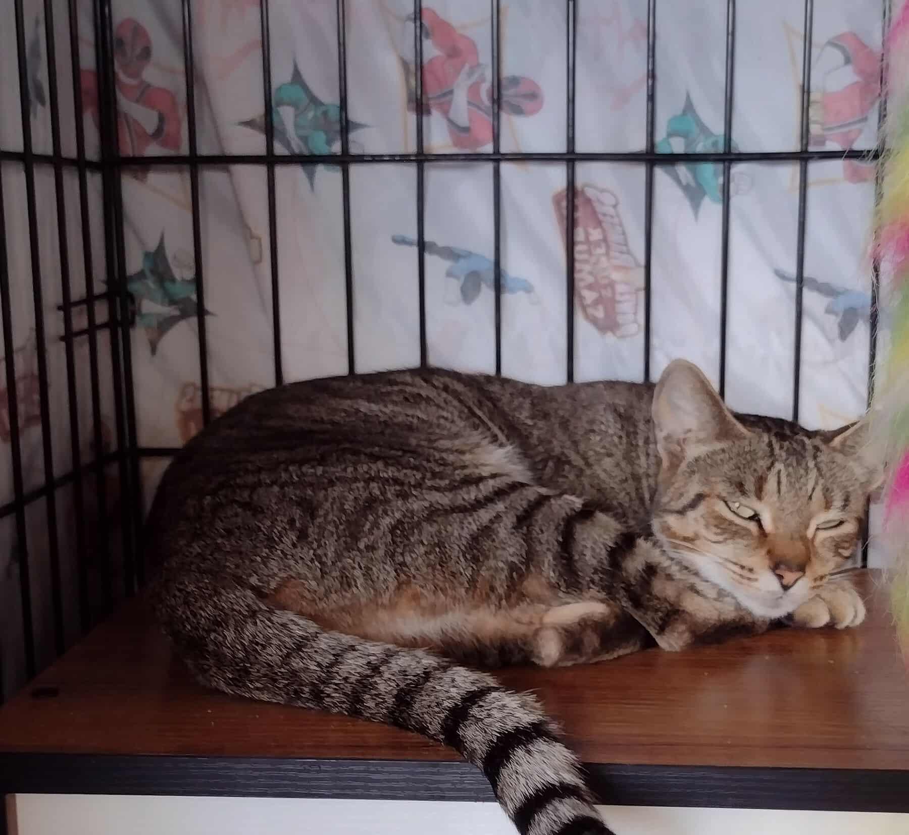 Enlarge Jasmine, a Adoptable Domestic Short Hair in Terrebonne, QC image 5/6