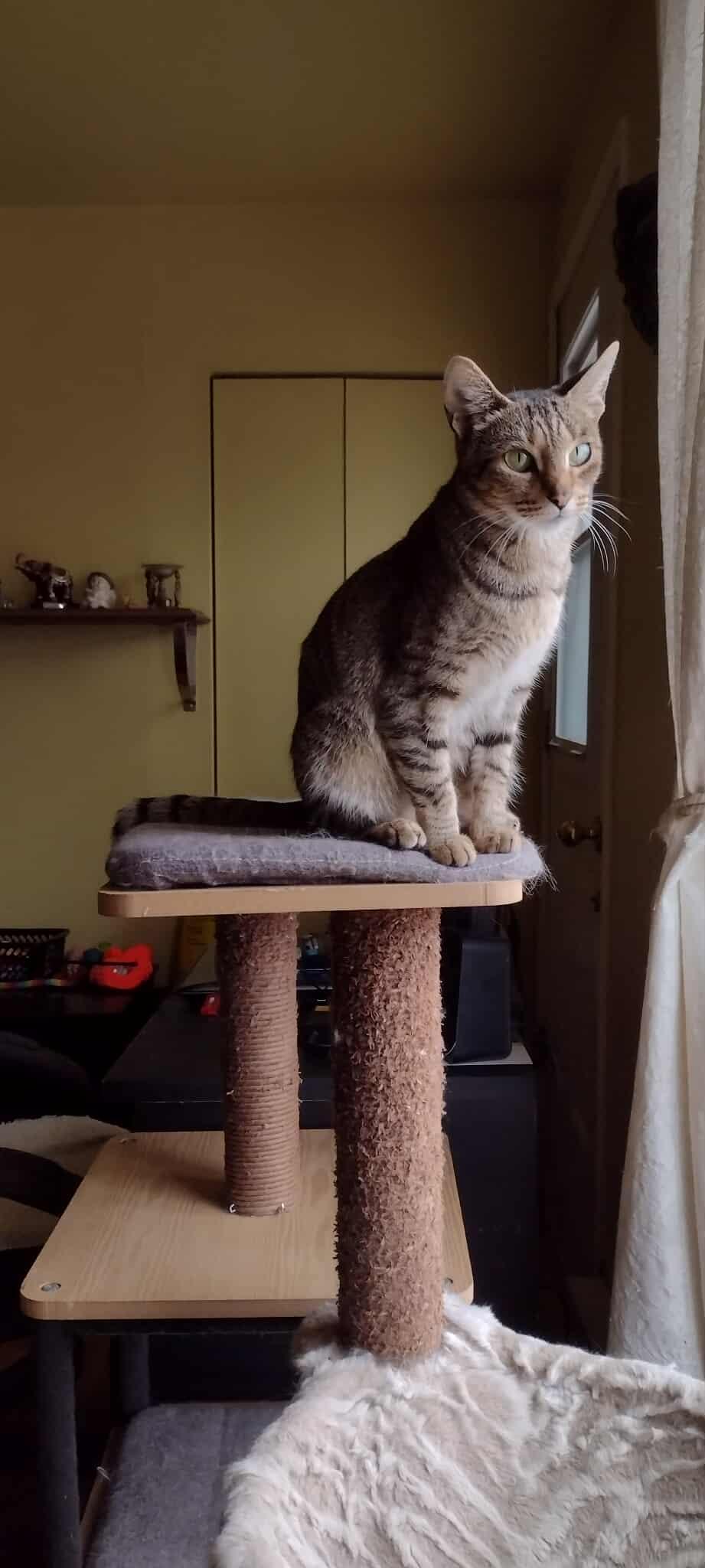 Enlarge Jasmine, a Adoptable Domestic Short Hair in Terrebonne, QC image 4/6