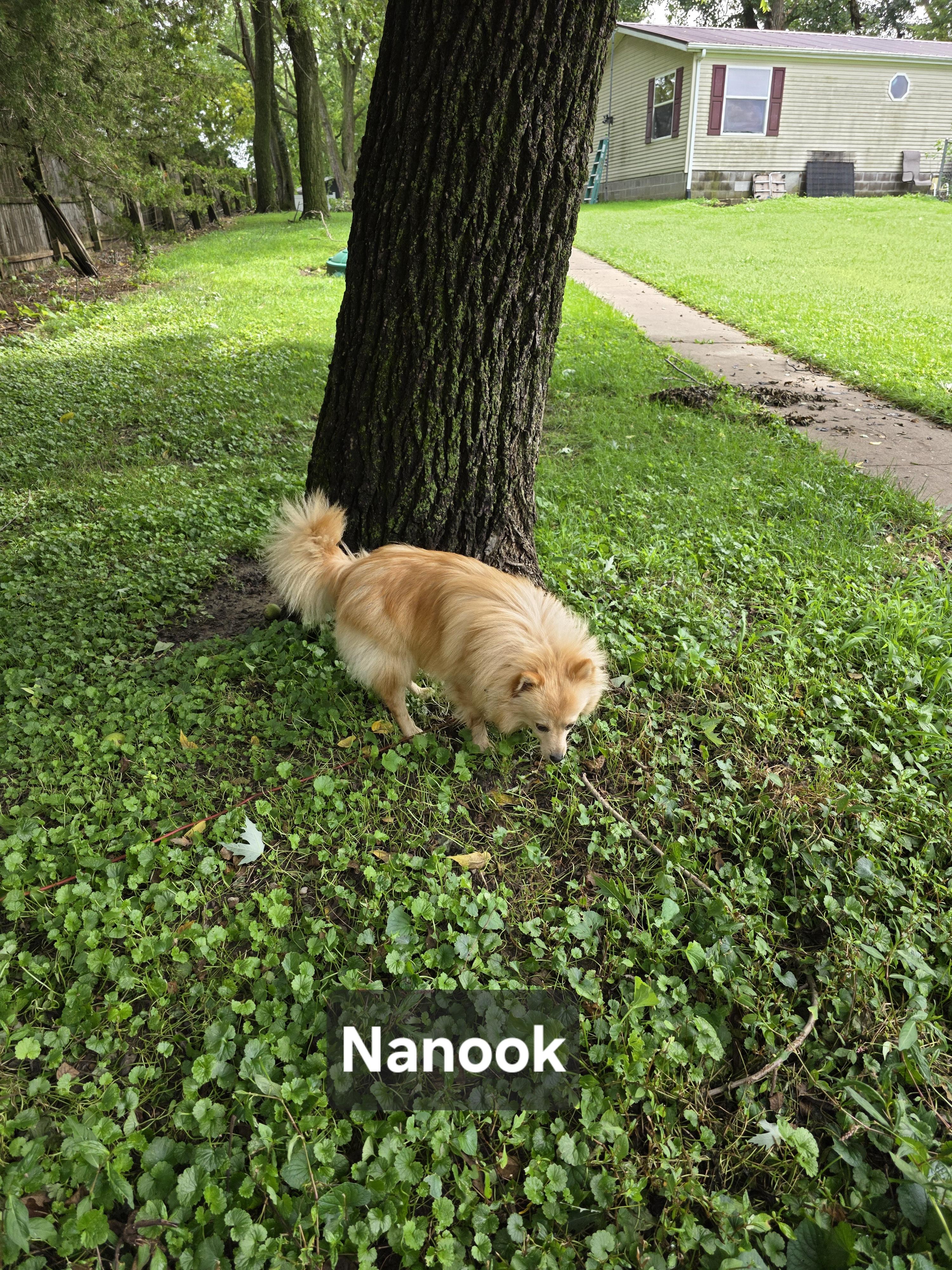 Enlarge Nanook, a Adopted mixed breed in Wever, IA image 5/6